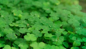 clover, shamrocks, happiness-773946.jpg